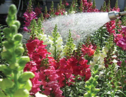 Watering Guidelines