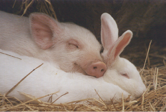 Animal Pig & Bunny Sleeping – Atlantic Nursery & Garden Shop